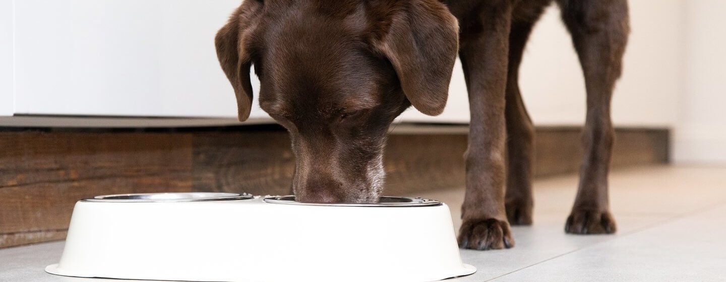Can Dogs Eat Bread Read Before You Feed Purina